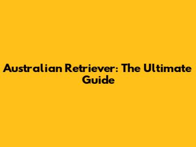 Australian Retriever: The Ultimate Guide