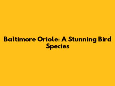 Baltimore Oriole: A Stunning Bird Species