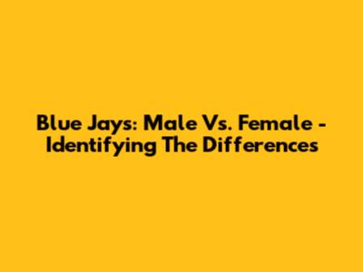 Blue Jays: Male Vs. Female - Identifying The Differences