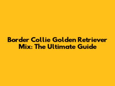 Border Collie Golden Retriever Mix: The Ultimate Guide
