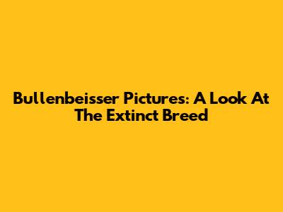 Bullenbeisser Pictures: A Look At The Extinct Breed