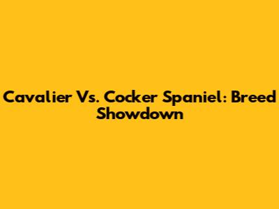 Cavalier Vs. Cocker Spaniel: Breed Showdown