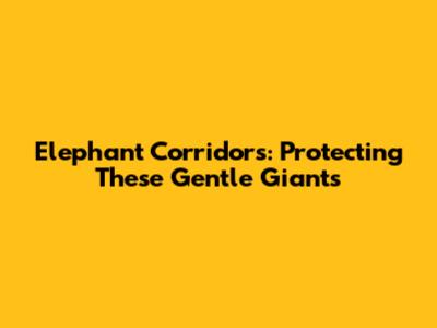 Elephant Corridors: Protecting These Gentle Giants