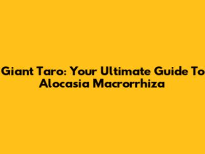 Giant Taro: Your Ultimate Guide To Alocasia Macrorrhiza