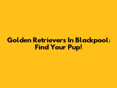 Golden Retrievers In Blackpool: Find Your Pup!