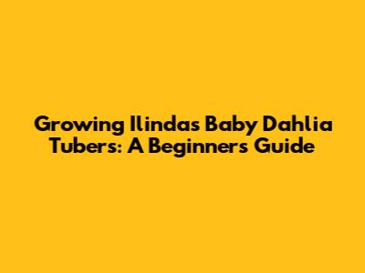 Growing Ilinda's Baby Dahlia Tubers: A Beginner's Guide