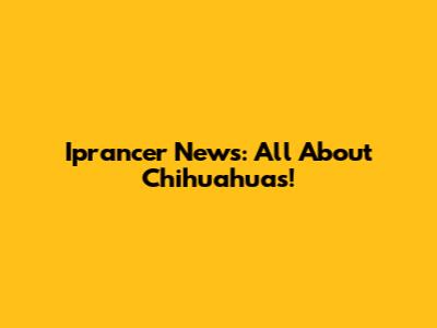 Iprancer News: All About Chihuahuas!