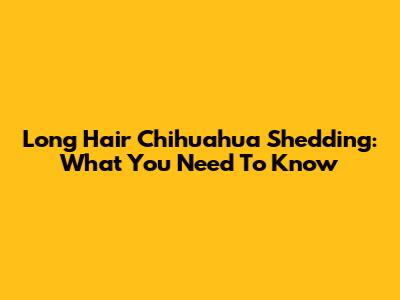 Long Hair Chihuahua Shedding: What You Need To Know