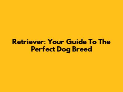 Retriever: Your Guide To The Perfect Dog Breed