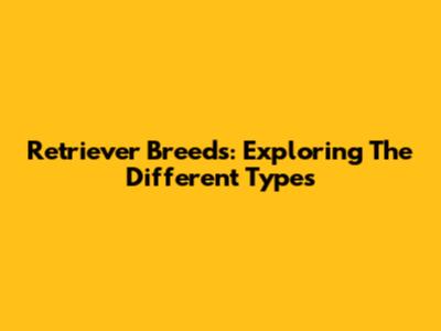 Retriever Breeds: Exploring The Different Types