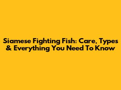 Siamese Fighting Fish: Care, Types & Everything You Need To Know
