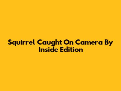 Squirrel Caught On Camera By Inside Edition